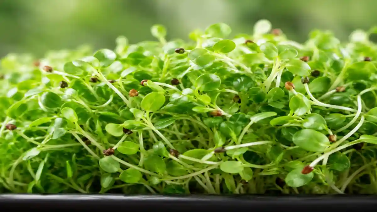 Alfalfa