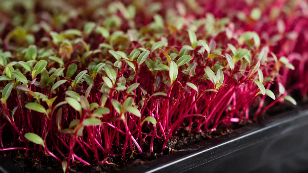 Beet Microgreens