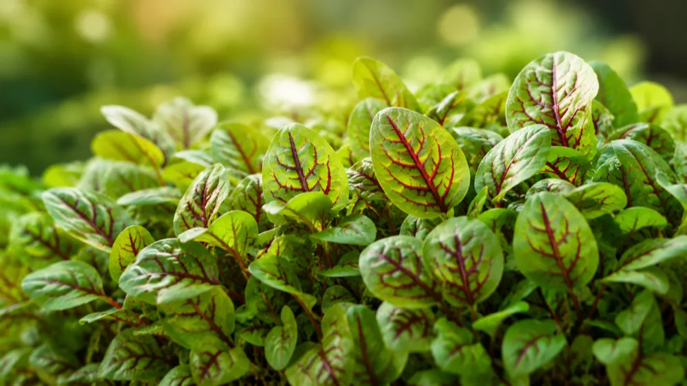 Bloody Mary Microgreens — fresh microgreens grown by NuTea Farms in Wexford