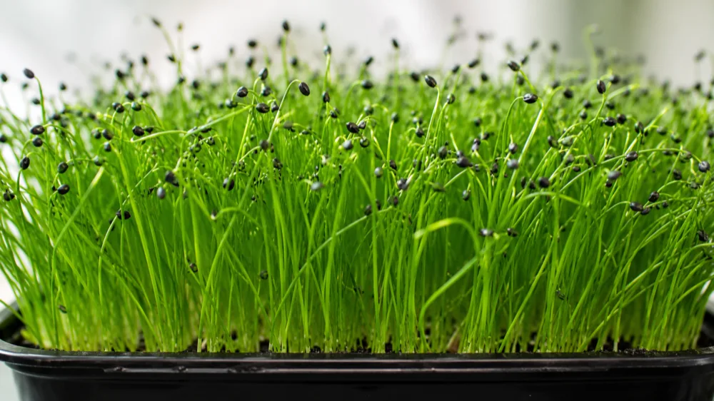 Onion Microgreens — fresh microgreens grown by NuTea Farms in Wexford