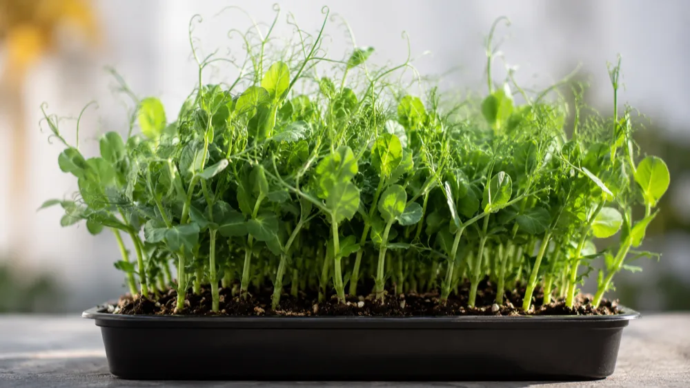Pea Shoots