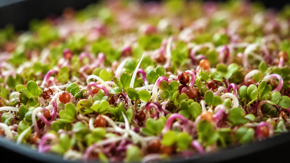 Radish Microgreens