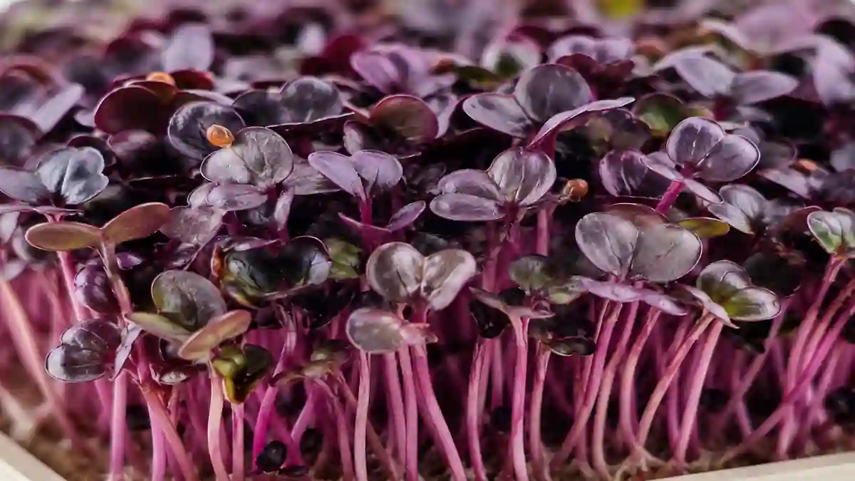Radish "Red Sango"